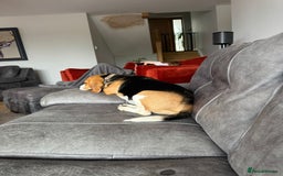 Beagle dogs for sale: Beagle  - Image 2