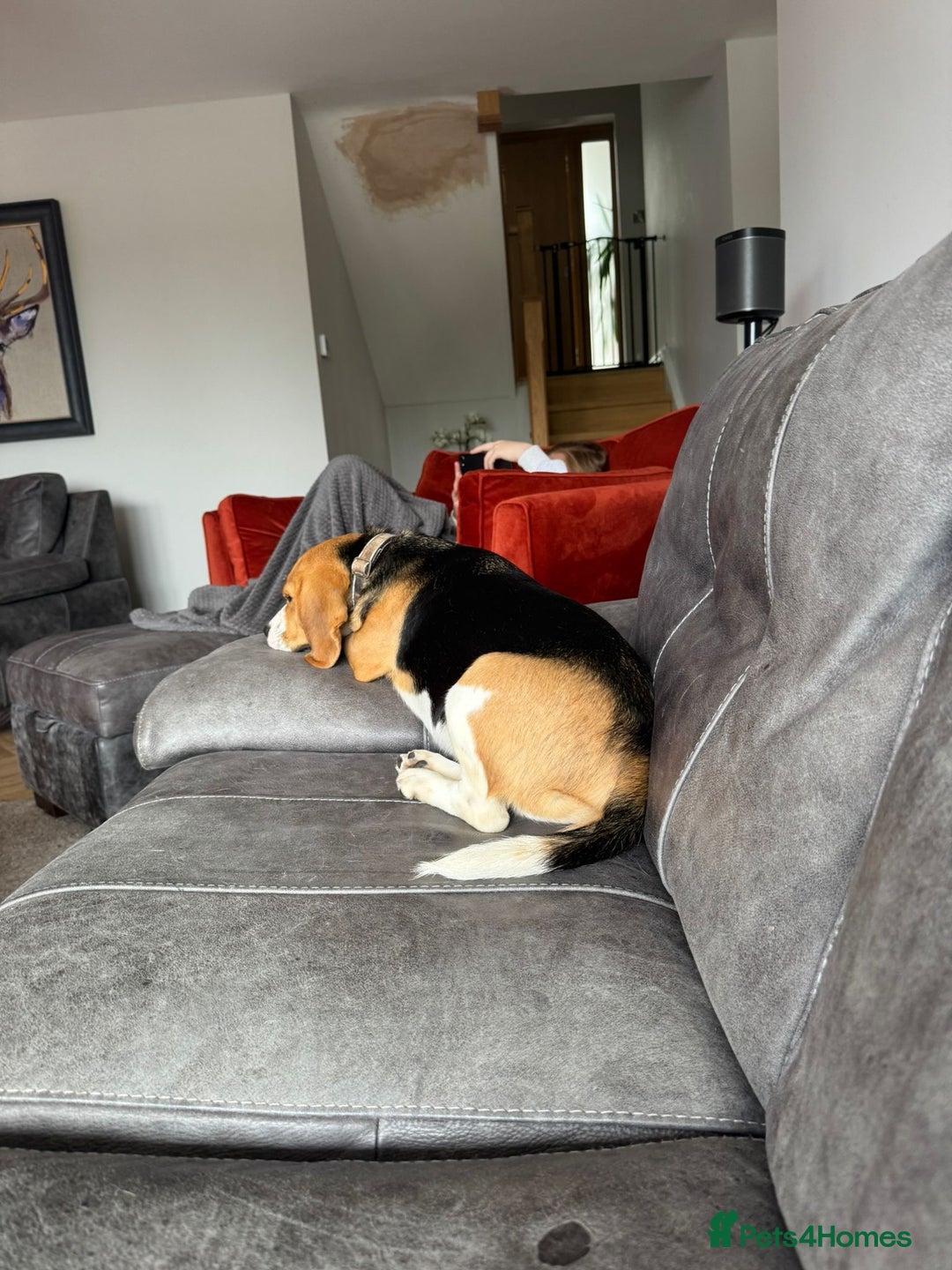 Beagle dogs for sale: Beagle  - Image 2