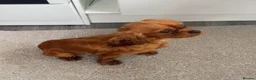 Cavapoo dogs for sale: Cavapoo puppies  - Advert 10