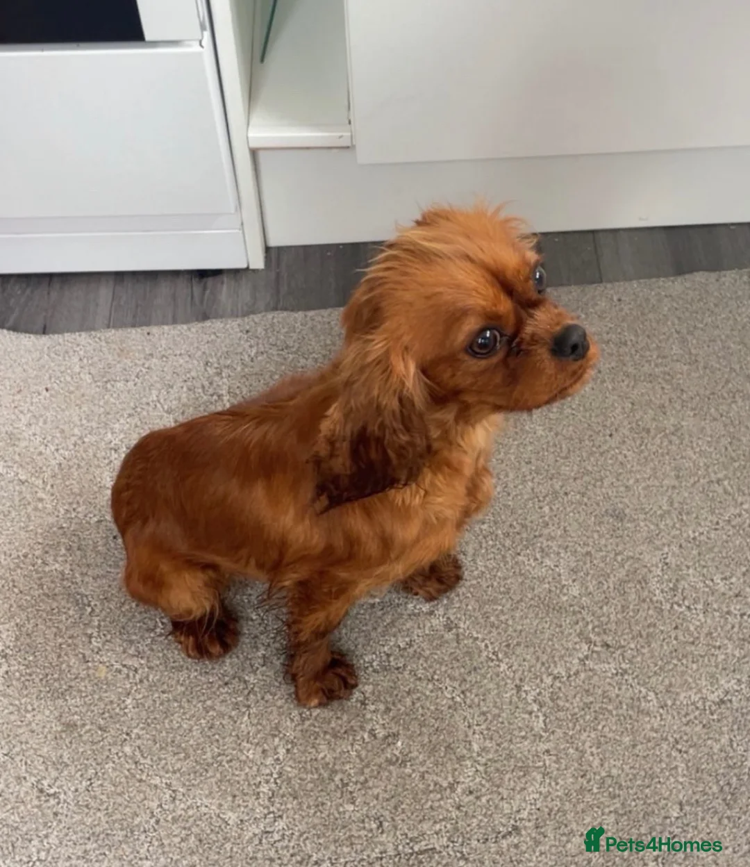 Cavapoo dogs for sale: Cavapoo puppies  - Advert 10