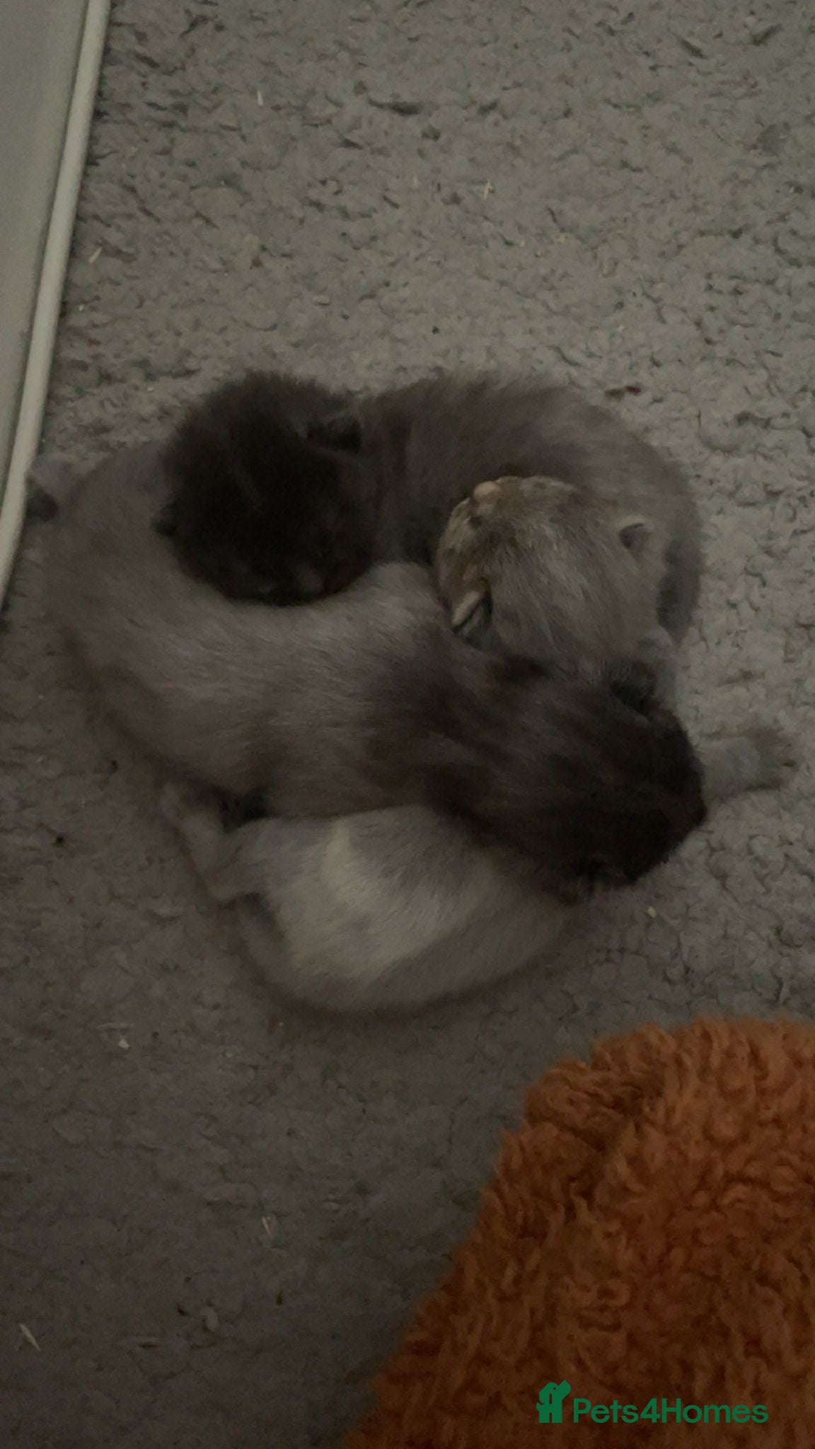 Domestic Shorthair cats 3 gorgeous kittens  - Advert 5