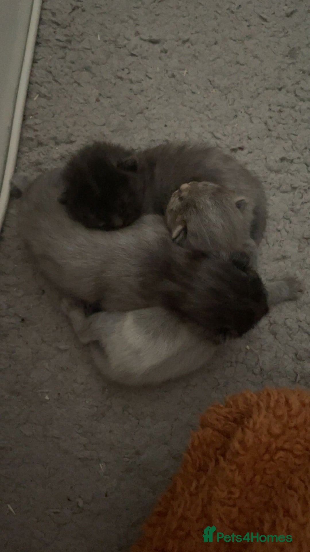 Domestic Shorthair cats for sale: 3 gorgeous kittens  - Advert 1