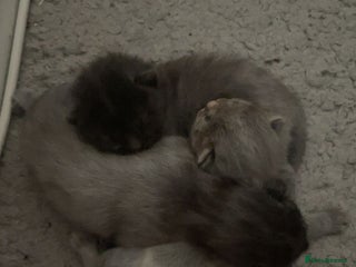 Domestic Shorthair cats 3 gorgeous kittens - Advert 1