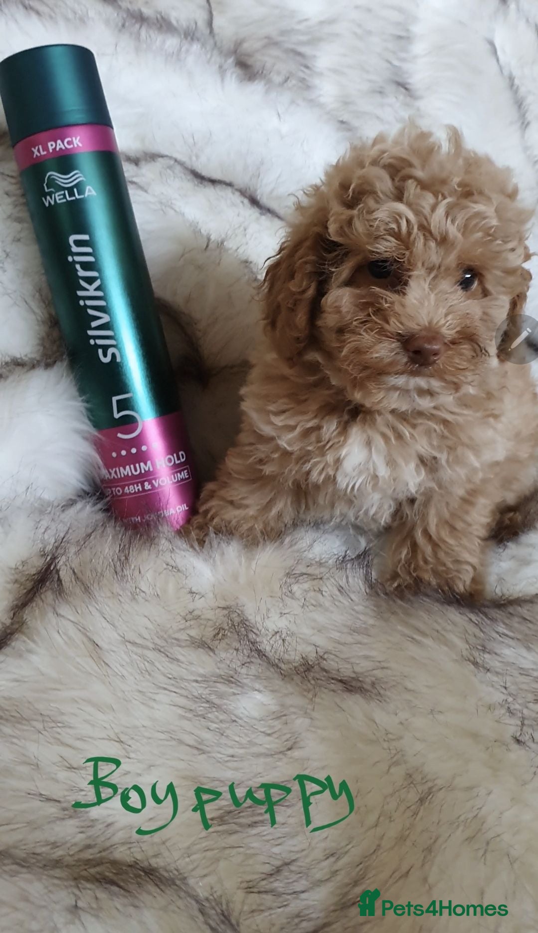 Toy Poodle dogs KC Toy Poodle puppies READY NOW, health tested - Advert 2