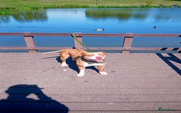 Staffordshire Bull Terrier dogs for sale: Staffy pups  - Image 2