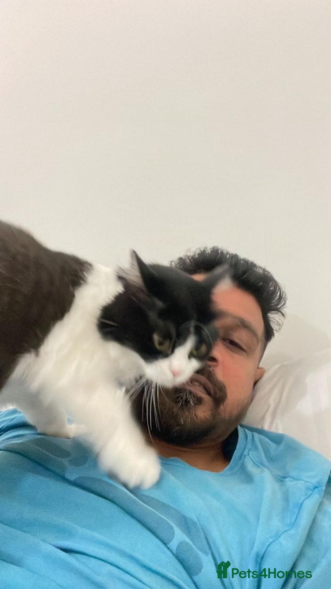 Mixed Breed cats for adoption: SUSHI - mix Persian girl fun affectionate spayed - Advert 8