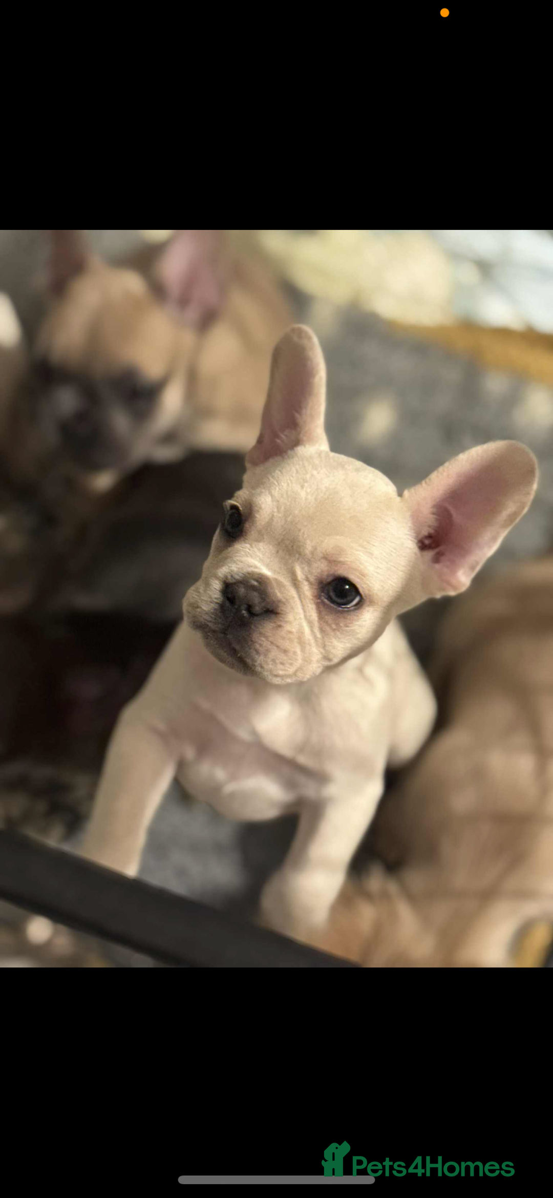 French Bulldog dogs for sale: French bulldog pups available (Reduced) - Advert 4