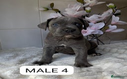 Mixed Breed dogs for sale: Italian Mastiff puppies READY NOW !!! - Image 4