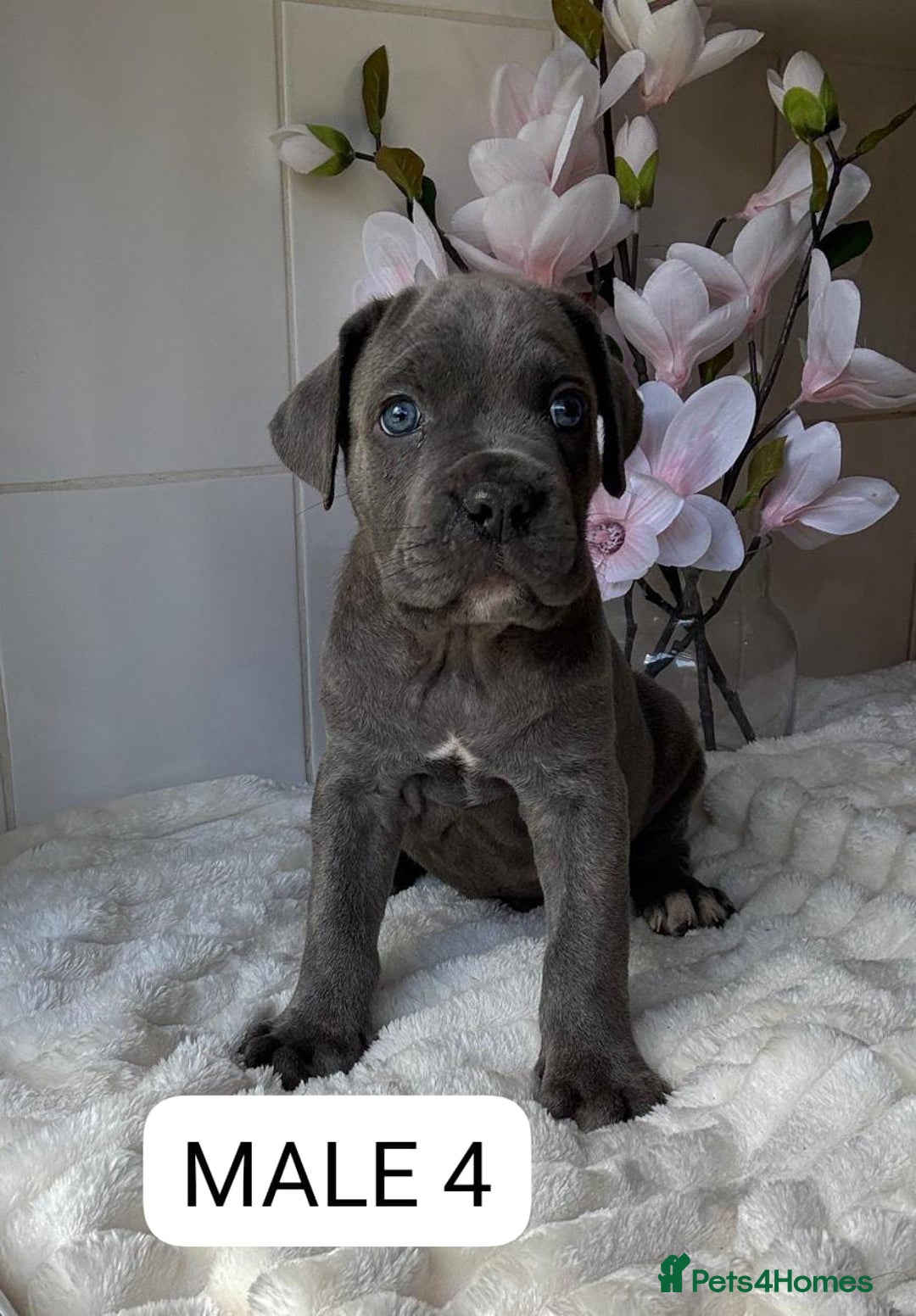 Mixed Breed dogs for sale: Italian Mastiff puppies READY NOW !!! - Image 4