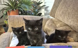 Domestic Shorthair cats for sale: 3 Black Kittens for sale (boy sold) - Image 1