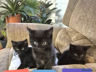 Domestic Shorthair cats 3 Black Kittens for sale (boy sold) - Advert 7