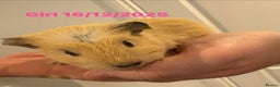 Guinea Pig rodents for sale: Guinea pigs  - Advert 2