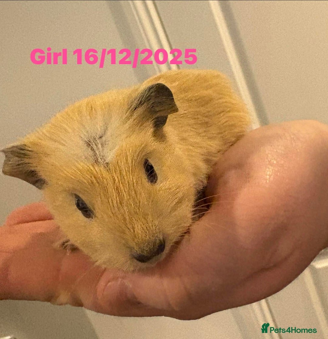 Guinea Pig rodents for sale: Guinea pigs  - Advert 2