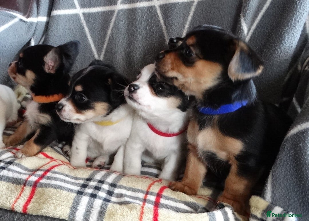 Jack Russell dogs for sale: Beautiful Jack Russell/chihuahua mix puppies - Advert 6