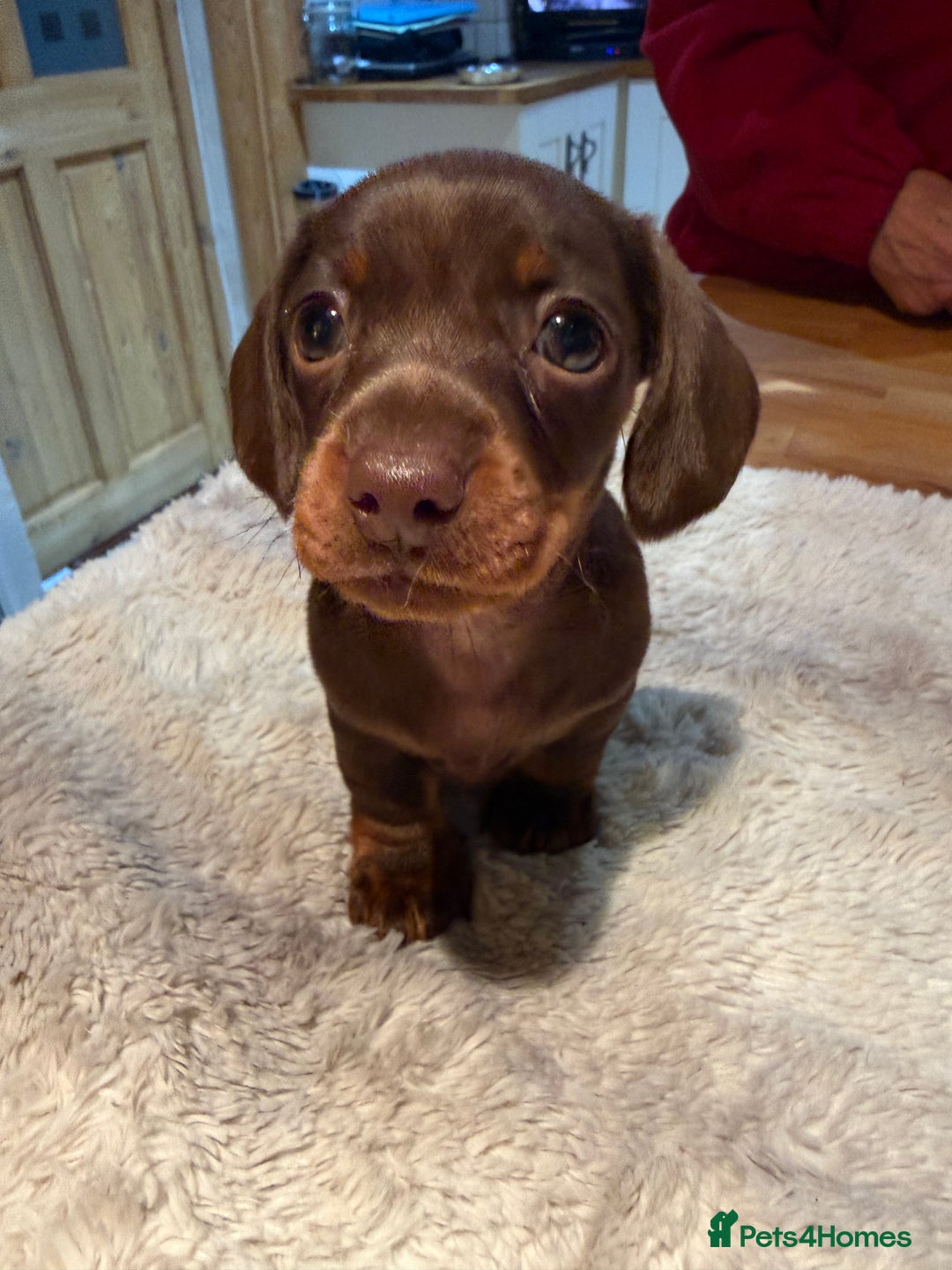Miniature Dachshund dogs for sale: Miniature Dachshund puppies for sale - Advert 25