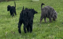Cockapoo dogs for sale: F1 unique cockerpoo pups  - Image 7
