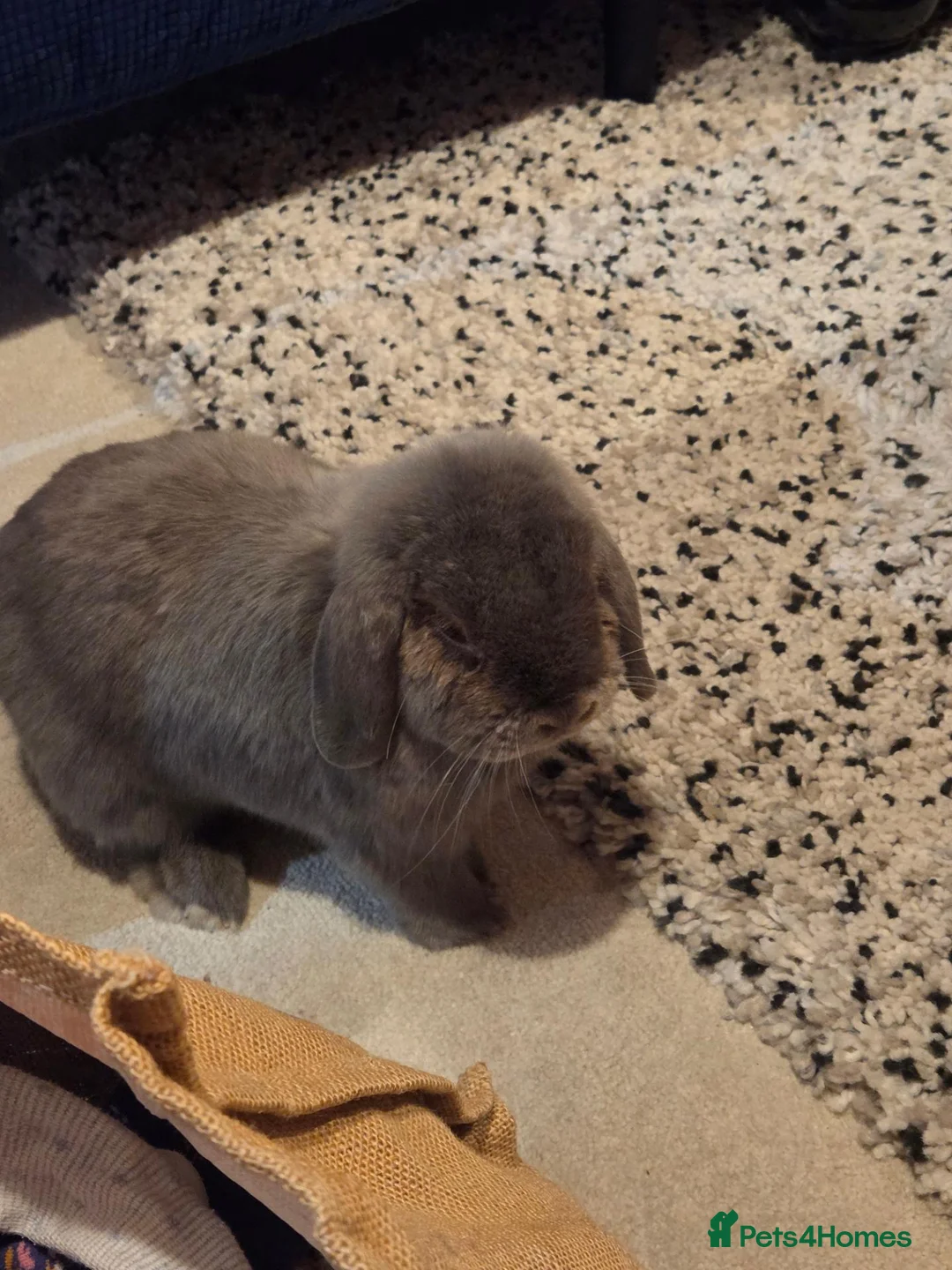 English Lop rabbits for sale: Min English Lop siblings. - Advert 2