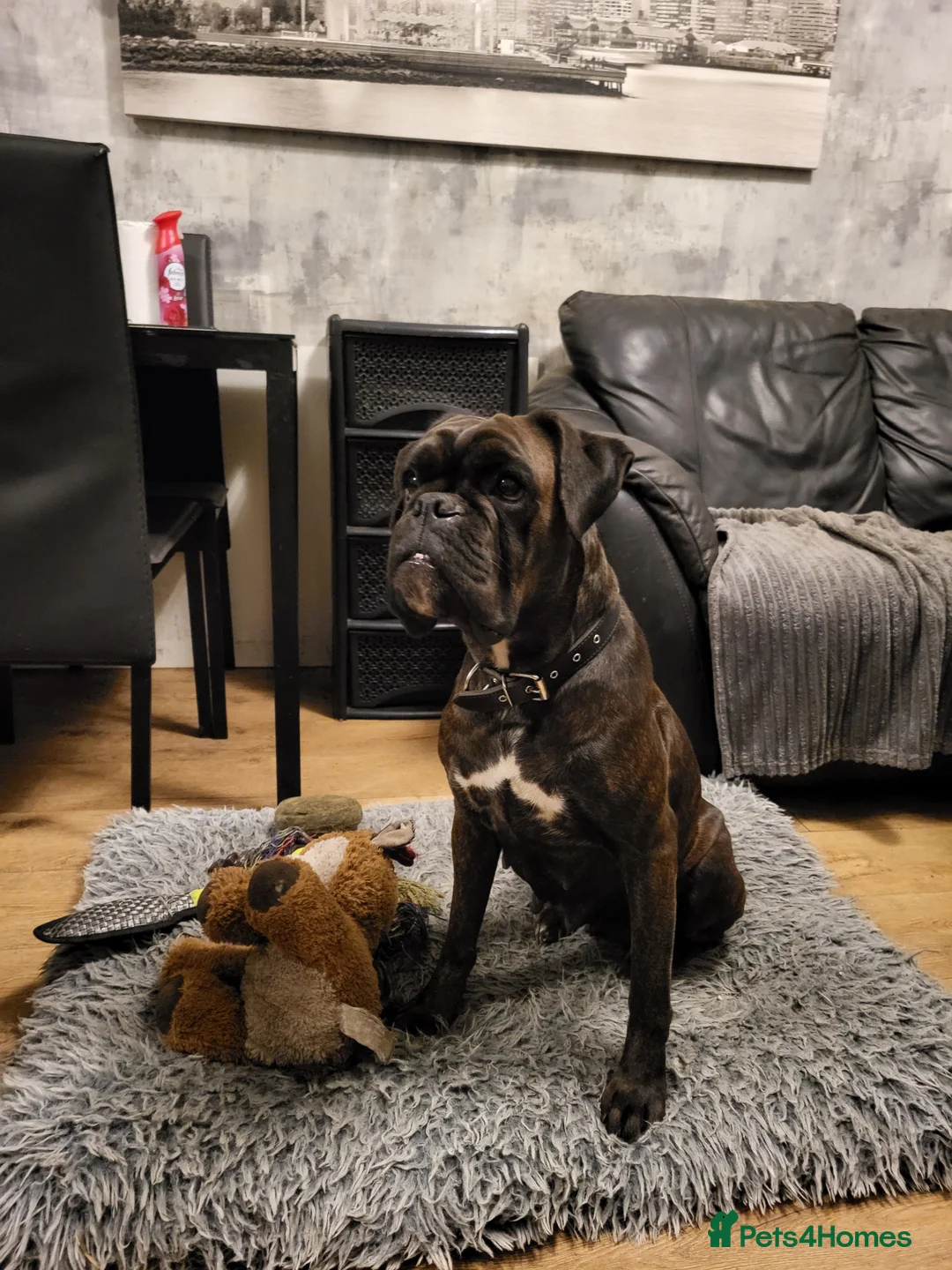 Boxer dogs for sale: Boxer Girl looking for new home - Advert 6