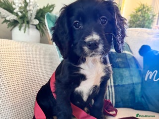 Cocker Spaniel dogs KC Registered Cocker Spaniel Puppies - Advert 8