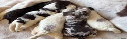 Sproodle dogs for sale: F1 Sproodle Puppies  - Advert 10