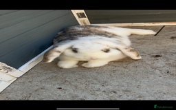 Mini Lop rabbits for sale: Mini lops - Image 1