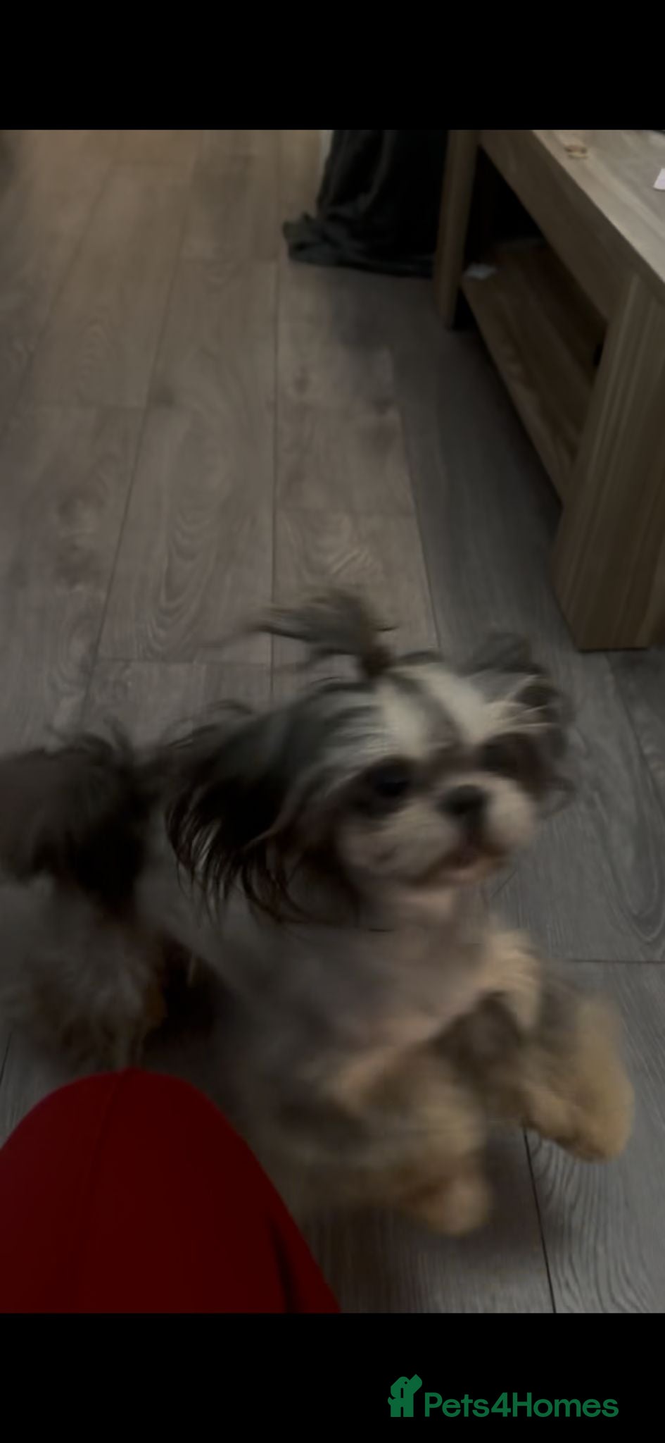 Shih Tzu dogs MR MOGWAI Blue & Tan carrying choc Imperial Stud  - Advert 7