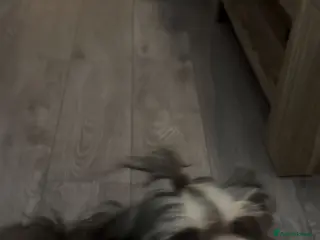 Shih Tzu dogs MR MOGWAI Blue & Tan carrying choc Imperial Stud - Advert 7