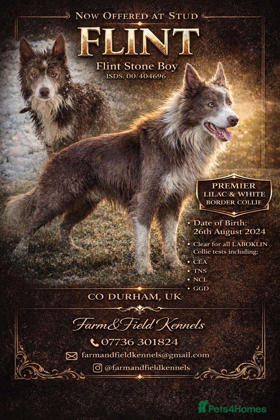 Border Collie dogs for stud: *STUD* Stunning lilac and white border collie  - Advert 1