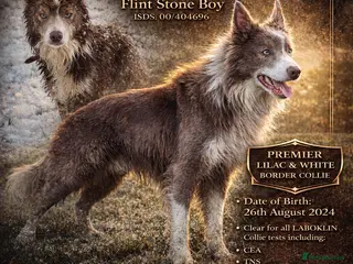 Border Collie dogs *STUD* Stunning lilac and white border collie - Advert 4