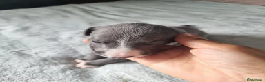 Whippet 4