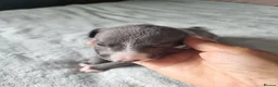 Whippet dogs for sale: Beautiful blue pedigree whippets  - Advert 4