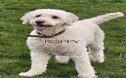 Goldendoodle dogs for sale: Golden Double Doodles - Image 4