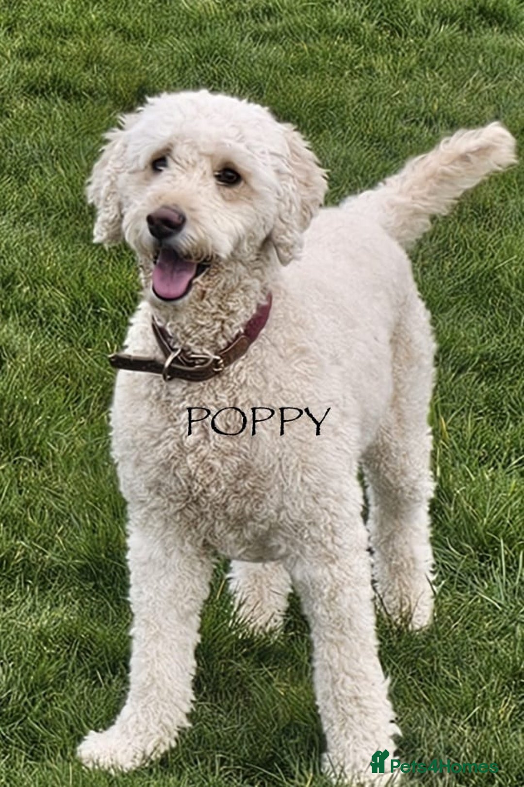 Goldendoodle dogs for sale: Golden Double Doodles - Image 4