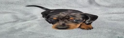 Miniature Dachshund dogs for sale: Stunning KC Reg, PRA Clear dachshund pupies - Advert 13