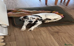 English Setter dogs for adoption: Txispa - Advert 16
