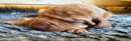 Hungarian Vizsla dogs for sale: Litter of stunning Vizslas - Advert 5