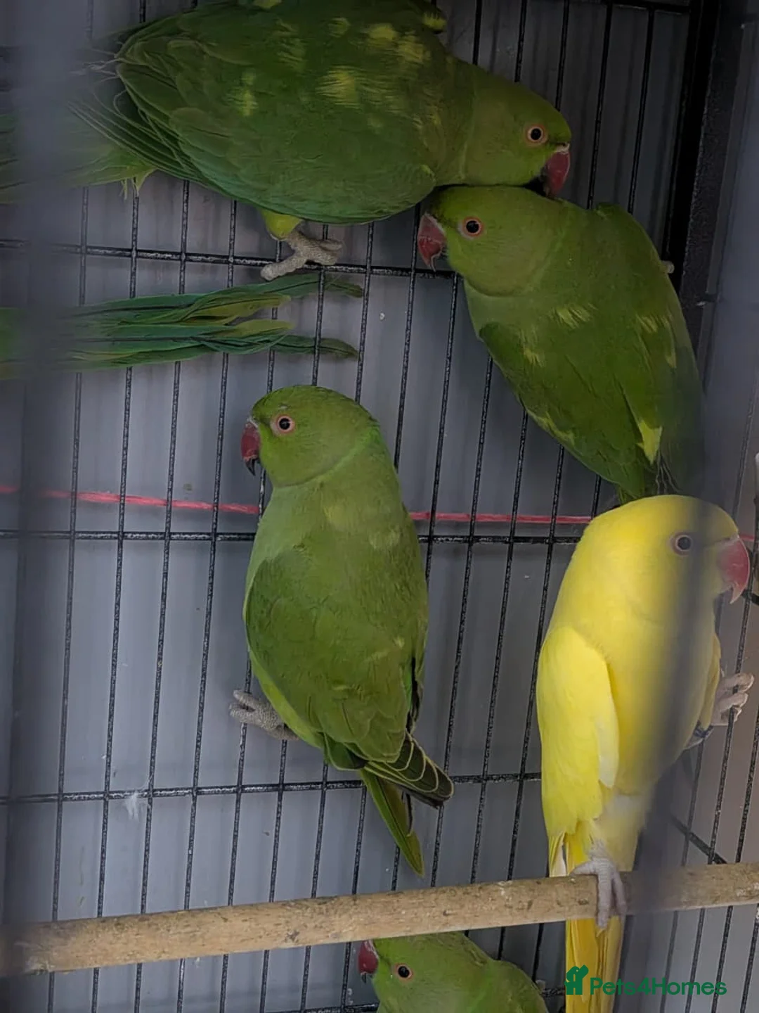 Ringnecks birds for sale: Ringneck Green - Advert 1