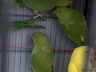 Ringnecks birds Ringneck Green - Advert 2