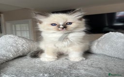 Ragdoll cats for sale: REGISTERED Ragdoll kittens HCM/PKD clear - Image 28
