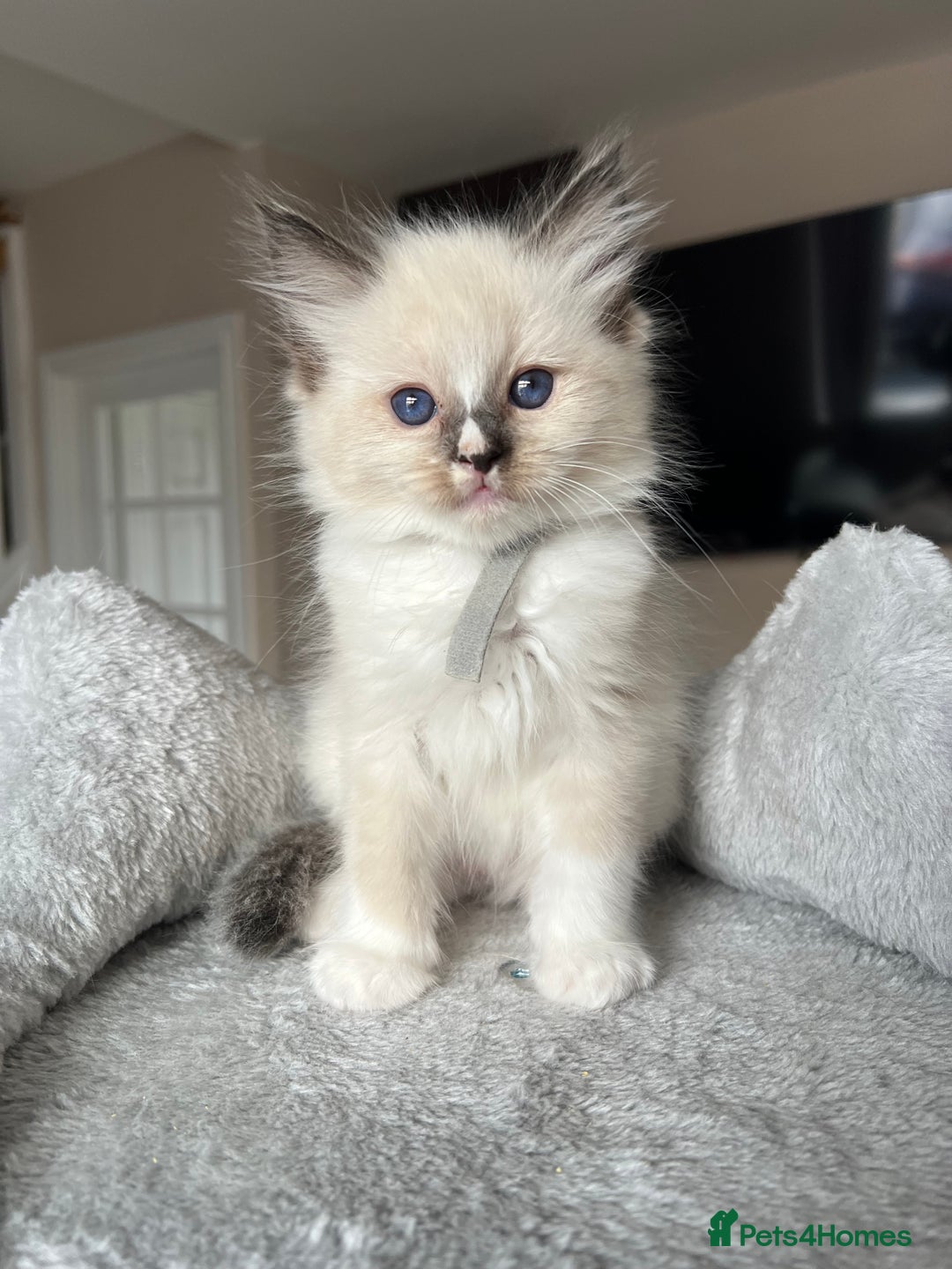 Ragdoll cats for sale: REGISTERED Ragdoll kittens HCM/PKD clear - Image 28