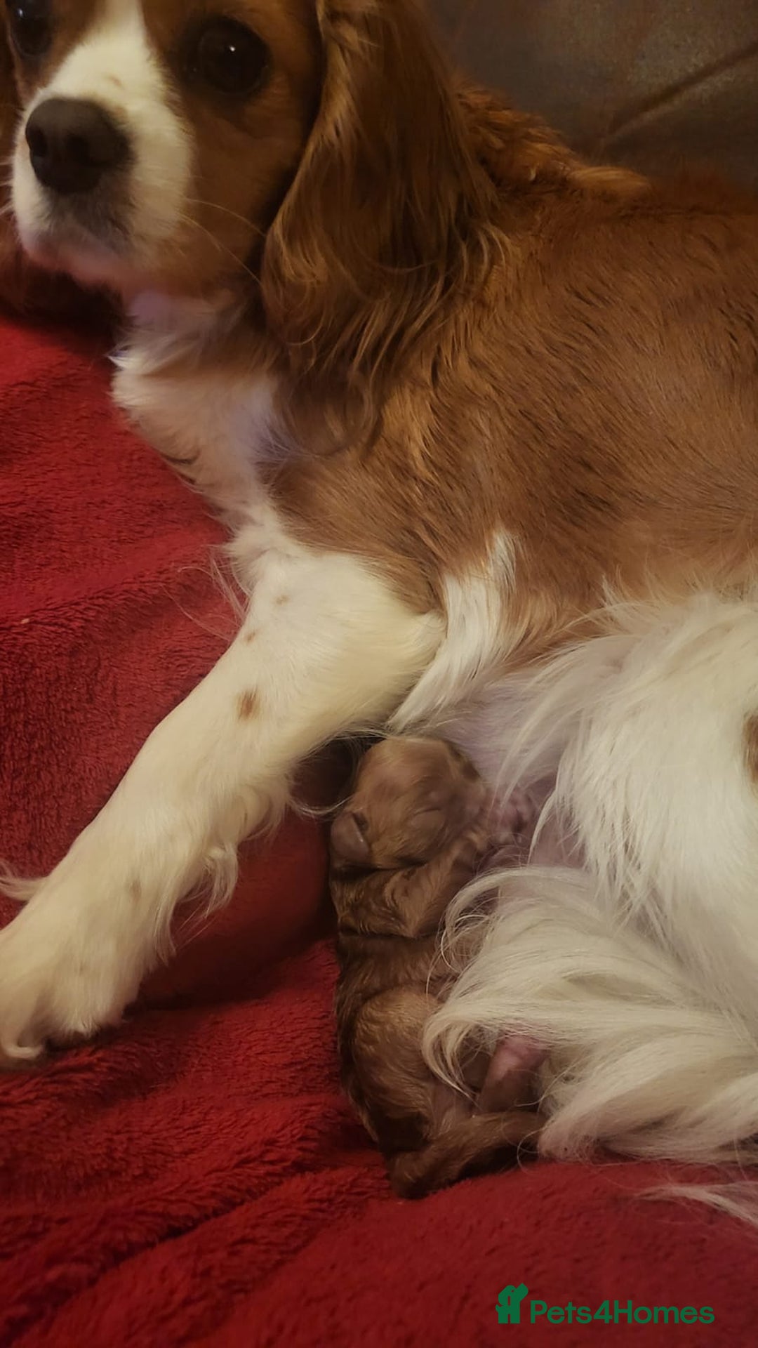 Cavapoo dogs for sale: Exquisite F1 Cavapoo Puppies - Advert 14