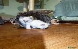 Ragdoll cats for sale: Adorable ragdoll kittens - Image 28