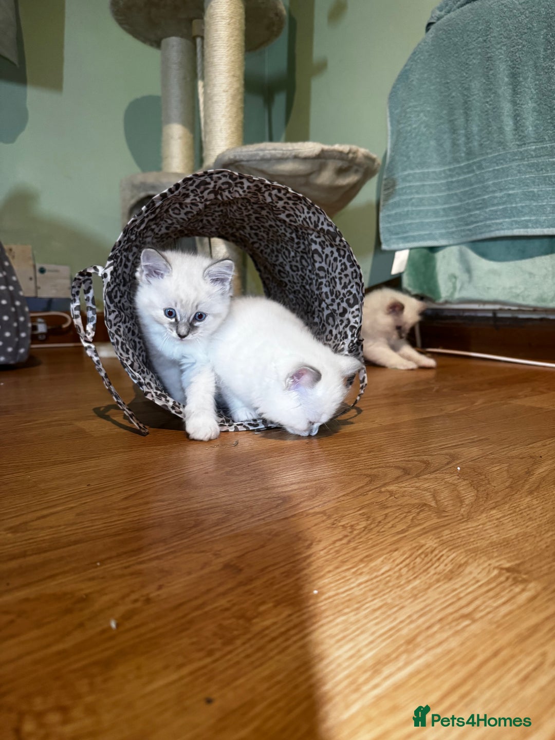 Ragdoll cats for sale: Adorable ragdoll kittens - Image 28