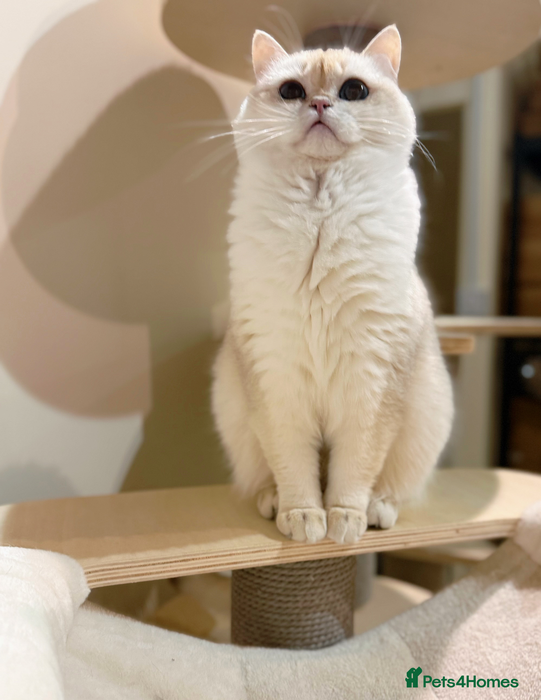 Ragdoll cats for sale: Stunning Ragdoll, BSH & Golden Longhair - Advert 8