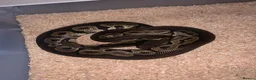 Python Snake reptiles for sale: Ball pythons  - Advert 6