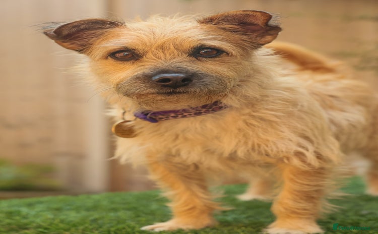 Mixed Breed dogs - Advert 2