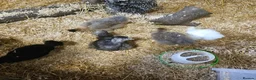 Chickens poultry for sale: Polkies and silkies for sale  - Advert 2