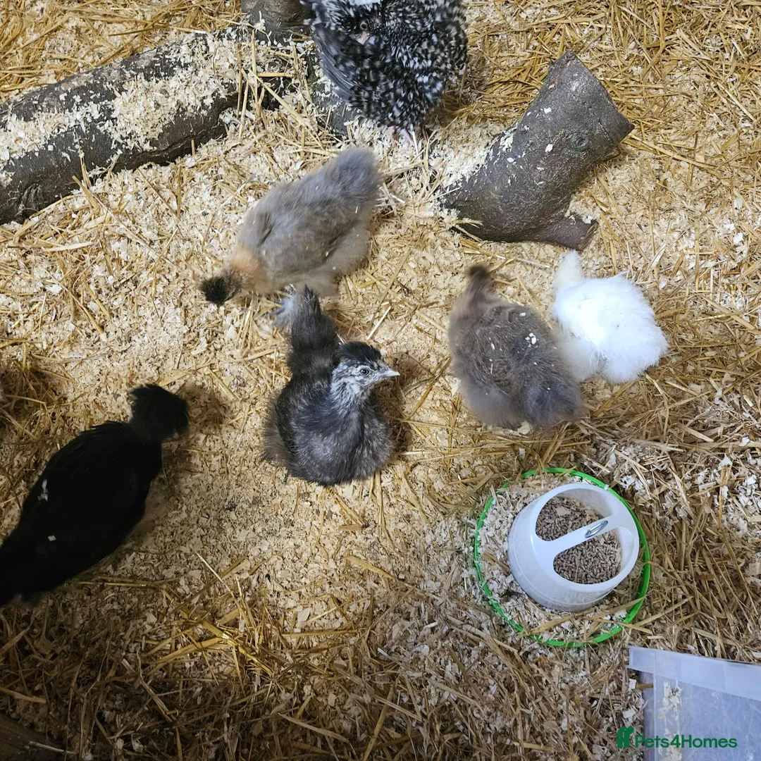 Chickens poultry for sale: Polkies and silkies for sale  - Advert 2