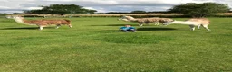 Llama livestock for sale: 4 female llamas in York - Advert 1
