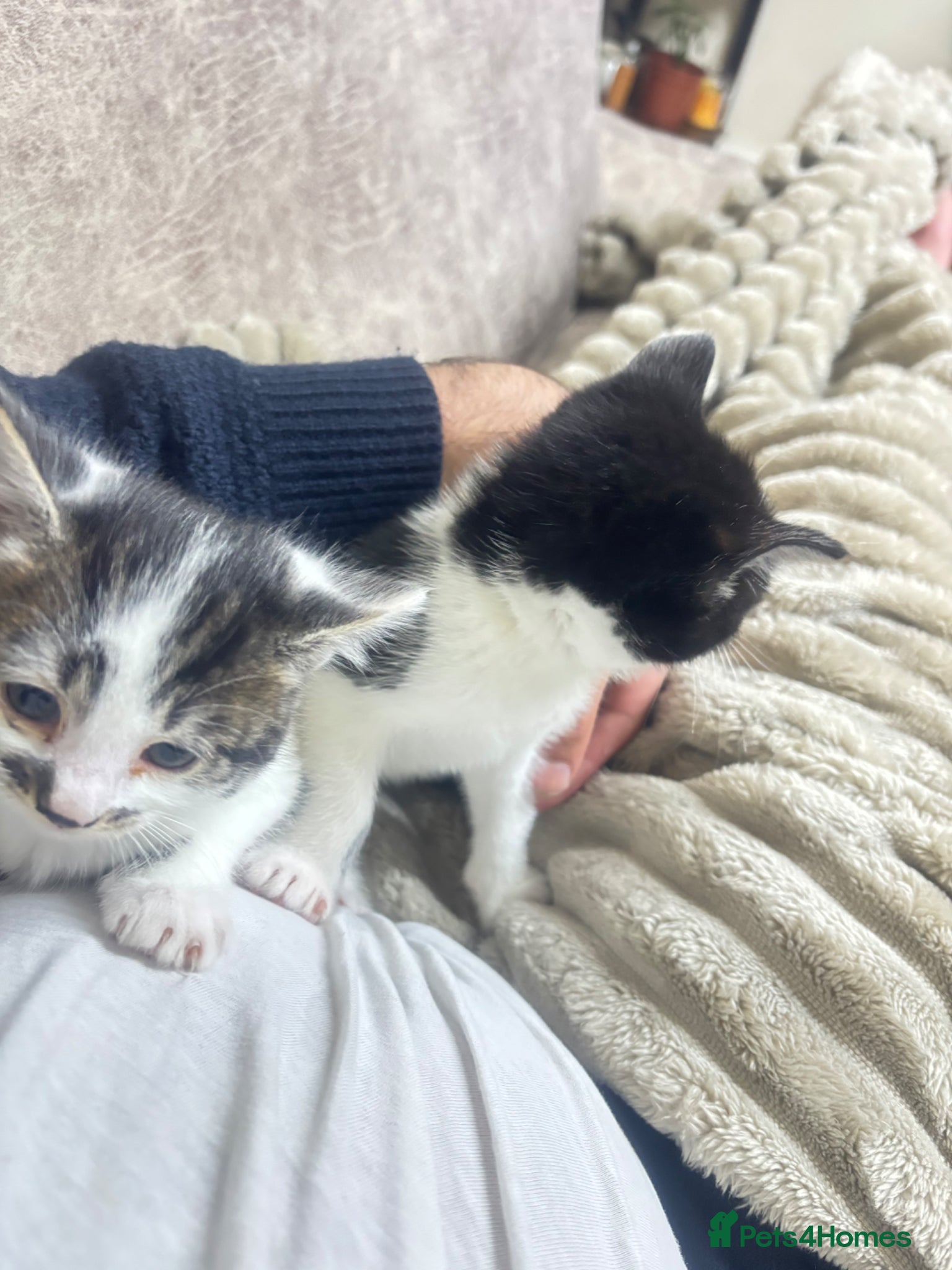 British Shorthair cats 2 kittens about 6 weeks old currently - Advert 5